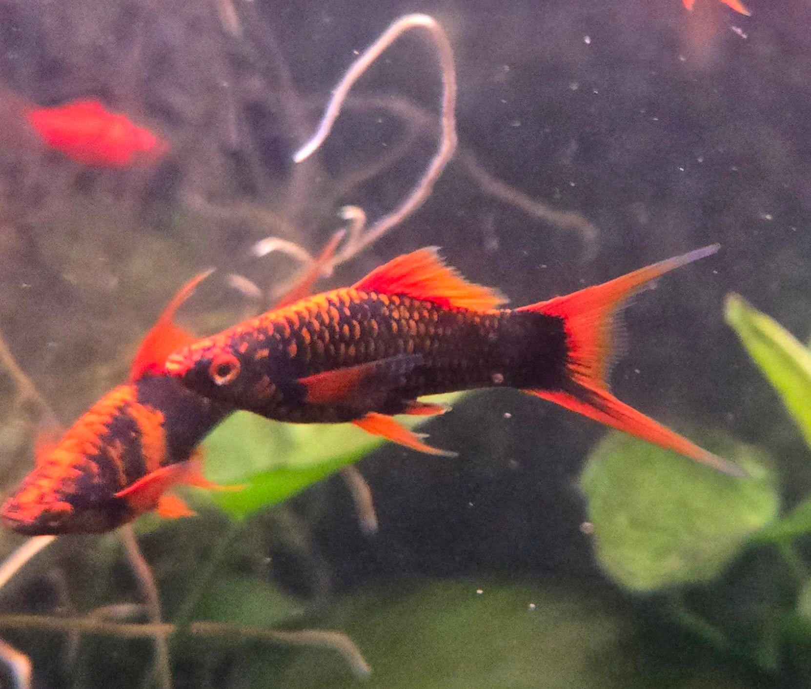 Red Alpha swordtail