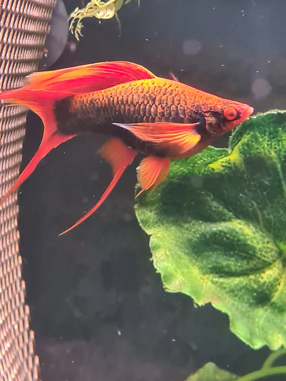 No. 01 — Hi-fin lyretail male