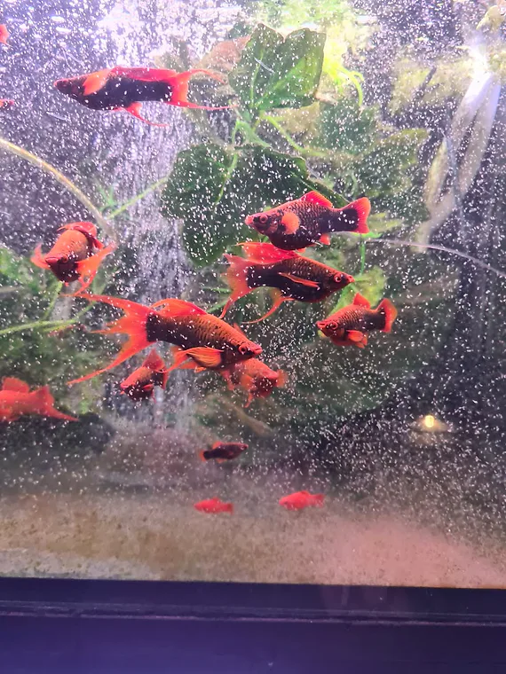 No. 08 — Breeding trio · 1 male, 2 females