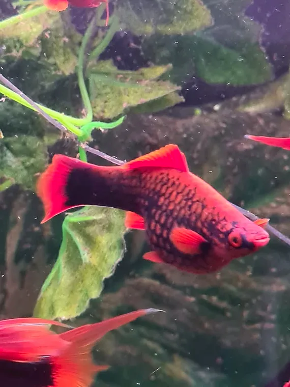 No. 04 — Hi-fin female