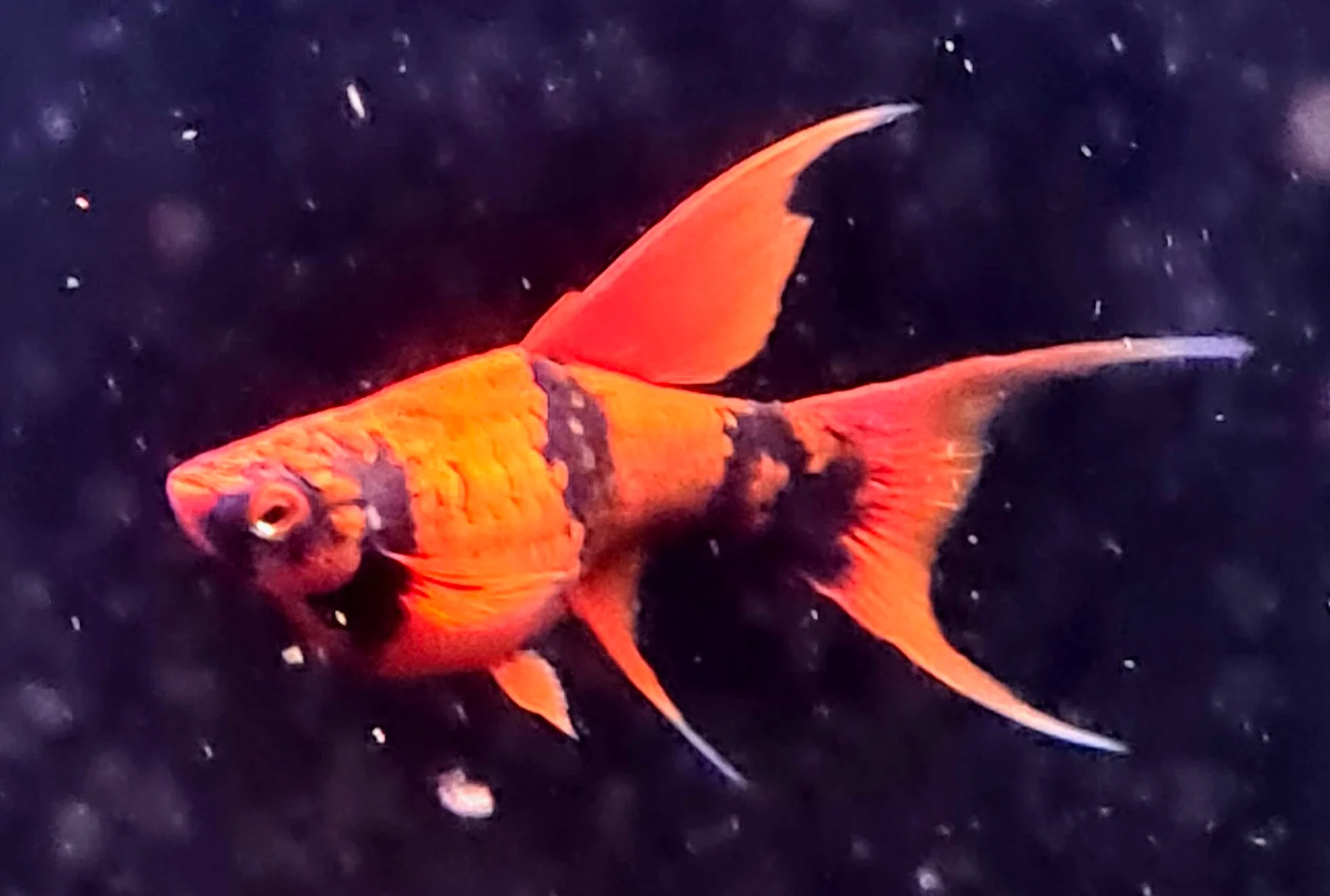 Red Alpha colony