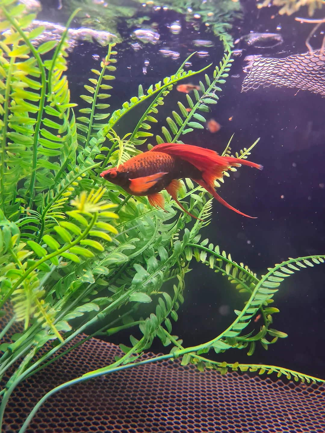 Red Ruby colony