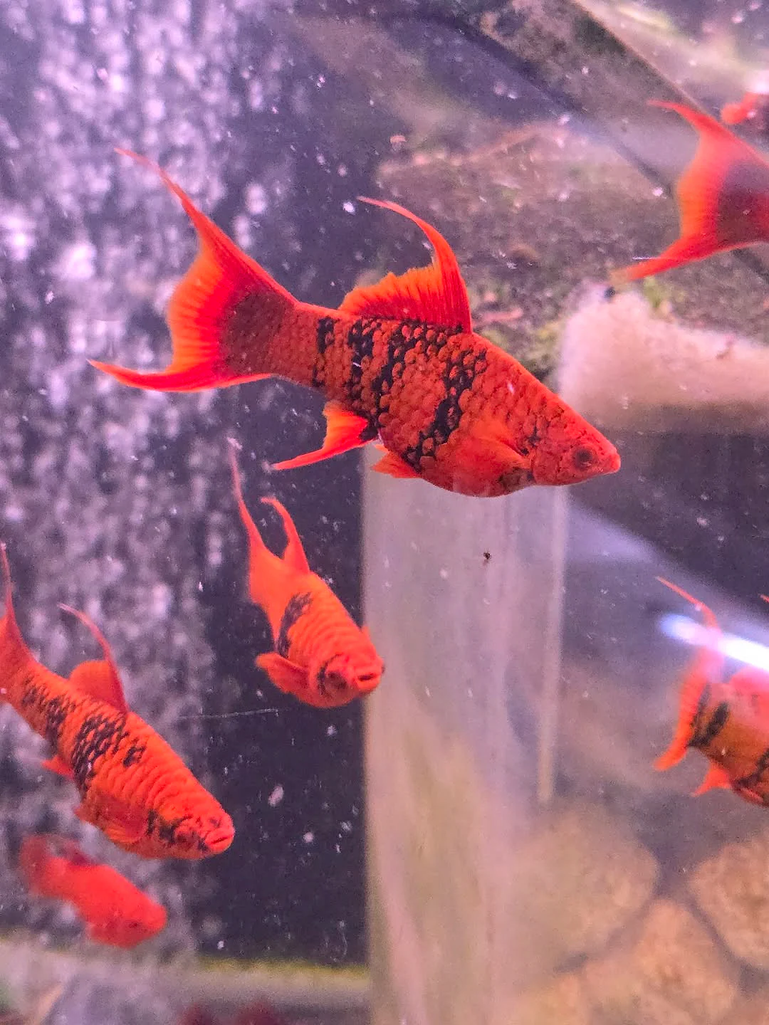 A colony of Red Alpha swordtails